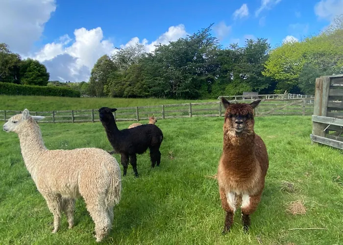 Alpaca Haven Farm